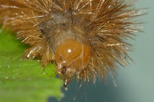 Diaphora mendica